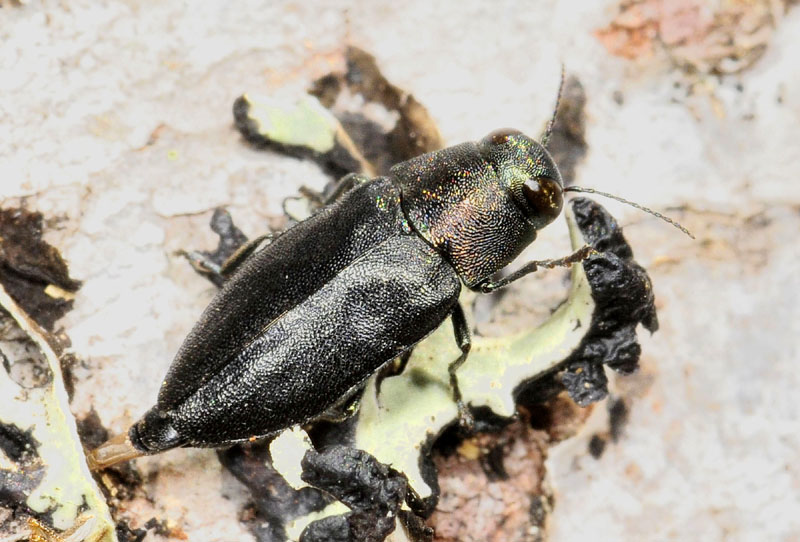 Buprestidae da det:  Phaenops knoteki knoteki